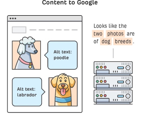 Image Alt Text sample of how to use Alt Text